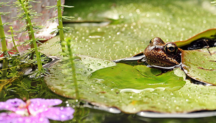 grenouille, bassin, entretien, conseil, Jardinerie Tarnaise, Albi, Castres, Fonlabour, Tarn